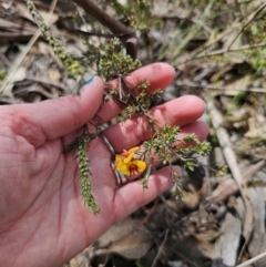 Dillwynia sericea at Carwoola, NSW - 15 Sep 2023 12:17 PM