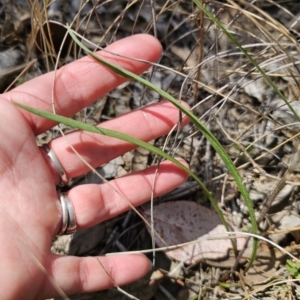 Microseris walteri at Carwoola, NSW - 15 Sep 2023