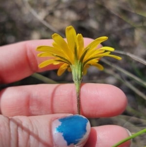 Microseris walteri at Carwoola, NSW - 15 Sep 2023