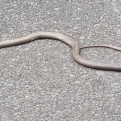 Pseudonaja textilis (Eastern Brown Snake) at Caladenia Forest, O'Connor - 11 Mar 2023 by jpittock