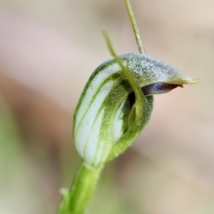 Pterostylis pedunculata at Wamboin, NSW - 15 Sep 2023