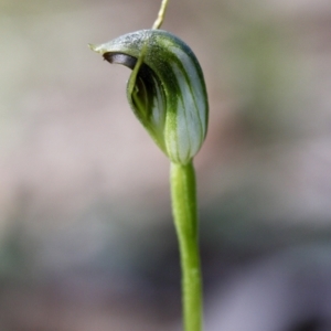 Pterostylis pedunculata at Wamboin, NSW - 15 Sep 2023