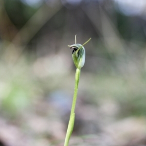 Pterostylis pedunculata at Wamboin, NSW - 15 Sep 2023