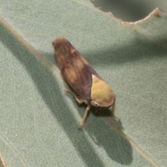 Brunotartessus fulvus (Yellow-headed Leafhopper) at Hawker, ACT - 25 Feb 2023 by AlisonMilton