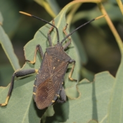 Amorbus sp. (genus) (Eucalyptus Tip bug) at Hawker, ACT - 24 Feb 2023 by AlisonMilton