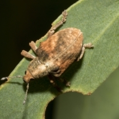 Gonipterus sp. (genus) (Eucalyptus Weevil) at Hawker, ACT - 25 Feb 2023 by AlisonMilton