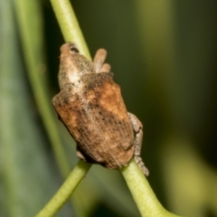 Gonipterus sp. (genus) at Hawker, ACT - 25 Feb 2023