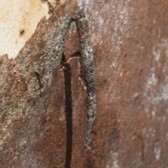 Conoeca guildingi (A case moth) at Hawker, ACT - 24 Feb 2023 by AlisonMilton