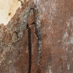 Conoeca guildingi (A case moth) at Hawker, ACT - 25 Feb 2023 by AlisonMilton