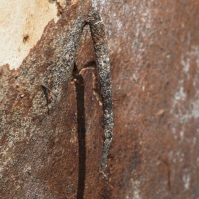 Conoeca guildingi (A case moth) at Hawker, ACT - 25 Feb 2023 by AlisonMilton