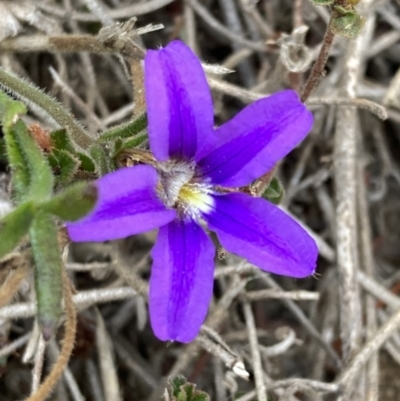 Scaevola ramosissima (Hairy Fan-flower) at Genoa, VIC - 13 Sep 2023 by AnneG1