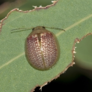 Paropsisterna decolorata at Hawker, ACT - 25 Feb 2023