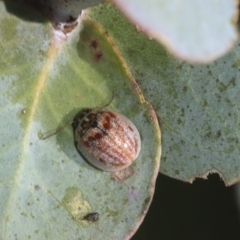 Paropsisterna decolorata at Hawker, ACT - 25 Feb 2023