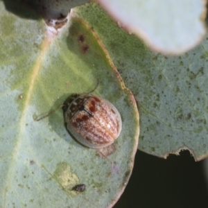 Paropsisterna decolorata at Hawker, ACT - 25 Feb 2023