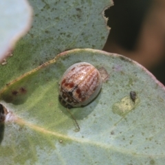 Paropsisterna decolorata at Hawker, ACT - 25 Feb 2023