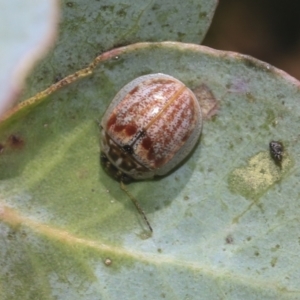 Paropsisterna decolorata at Hawker, ACT - 25 Feb 2023