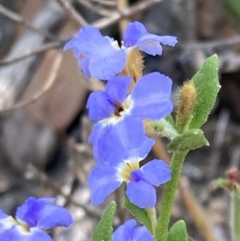 Dampiera stricta (Blue Dampiera) at Genoa, VIC - 13 Sep 2023 by AnneG1