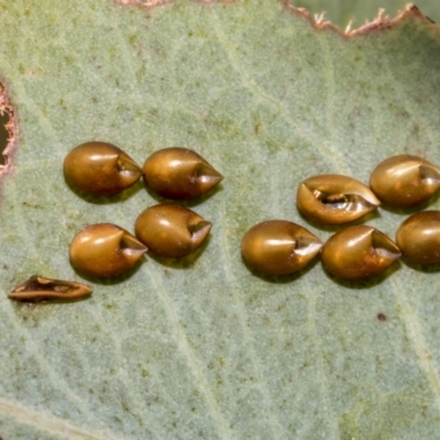 Coreidae (family) (Coreid plant bug) at Hawker, ACT - 25 Feb 2023 by AlisonMilton