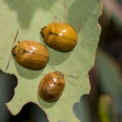 Paropsisterna cloelia (Eucalyptus variegated beetle) at Hawker, ACT - 24 Feb 2023 by AlisonMilton