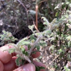 Xanthosia pilosa (Woolly Xanthosia) at Genoa, VIC - 13 Sep 2023 by AnneG1