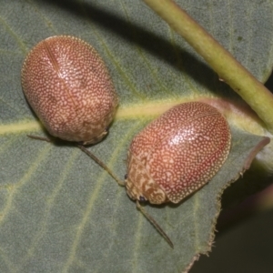 Paropsis atomaria at Hawker, ACT - 25 Feb 2023