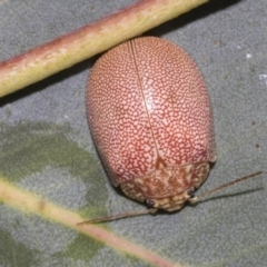 Paropsis atomaria at Hawker, ACT - 25 Feb 2023