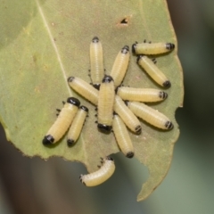 Paropsis atomaria at Hawker, ACT - 25 Feb 2023