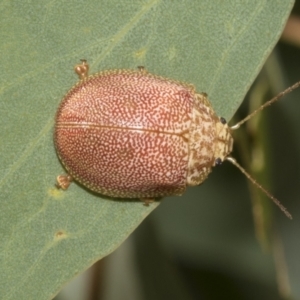 Paropsis atomaria at Hawker, ACT - 25 Feb 2023