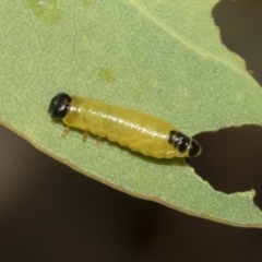 Paropsis atomaria at Hawker, ACT - 25 Feb 2023