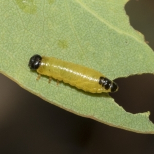 Paropsis atomaria at Hawker, ACT - 25 Feb 2023