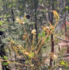 Acacia myrtifolia (Myrtle Wattle) at Genoa, VIC - 13 Sep 2023 by AnneG1