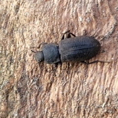 Isopteron sp. (genus) (A darkling beetle) at Flea Bog Flat, Bruce - 15 Sep 2023 by trevorpreston