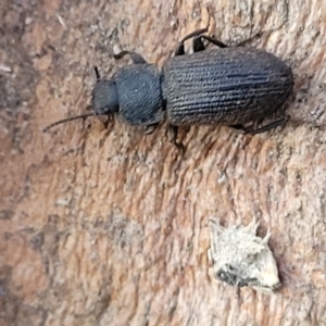 Isopteron sp. (genus) at Bruce Ridge to Gossan Hill - 15 Sep 2023