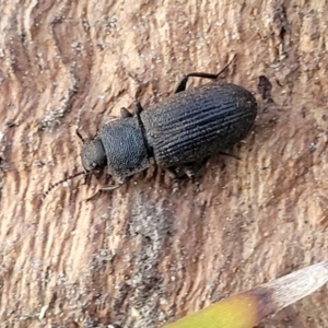 Isopteron sp. (genus) at Bruce Ridge to Gossan Hill - 15 Sep 2023