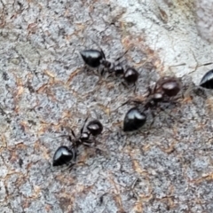 Crematogaster sp. (genus) at Bruce, ACT - 15 Sep 2023 05:26 PM