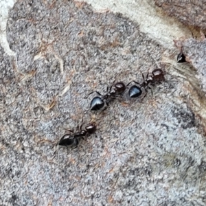 Crematogaster sp. (genus) at Bruce, ACT - 15 Sep 2023 05:26 PM