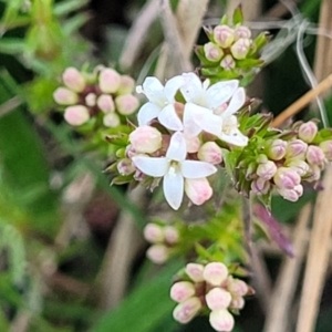 Asperula conferta at Bruce, ACT - 15 Sep 2023