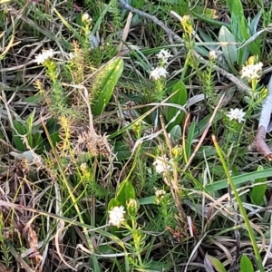 Asperula conferta at Bruce, ACT - 15 Sep 2023