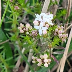 Asperula conferta at Bruce, ACT - 15 Sep 2023