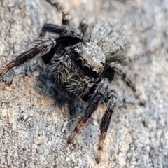 Servaea incana (Hoary Servaea) at Flea Bog Flat, Bruce - 15 Sep 2023 by trevorpreston