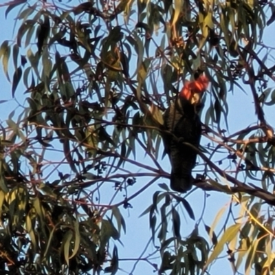 Callocephalon fimbriatum (Gang-gang Cockatoo) at Bruce Ridge to Gossan Hill - 15 Sep 2023 by trevorpreston