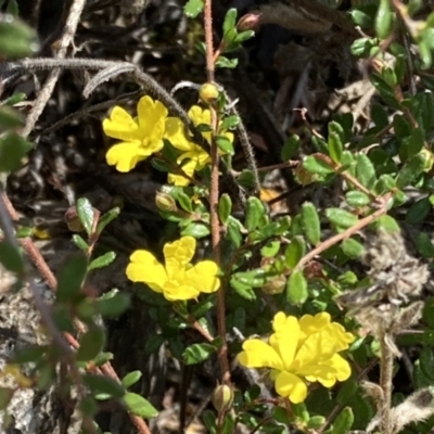 Hibbertia aspera subsp. aspera at Genoa, VIC - 13 Sep 2023 by AnneG1