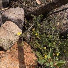 Hibbertia aspera subsp. aspera at Genoa, VIC - 13 Sep 2023 10:32 AM