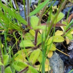 Cerastium glomeratum at Bruce, ACT - 15 Sep 2023