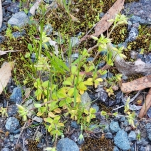 Cerastium glomeratum at Bruce, ACT - 15 Sep 2023