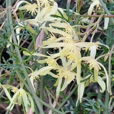 Clematis leptophylla (Small-leaf Clematis, Old Man's Beard) at Bruce Ridge to Gossan Hill - 15 Sep 2023 by trevorpreston