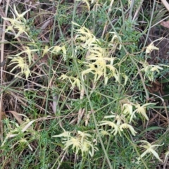 Clematis leptophylla at Bruce, ACT - 15 Sep 2023