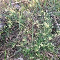 Clematis leptophylla at Bruce, ACT - 15 Sep 2023