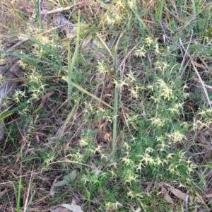 Clematis leptophylla at Bruce, ACT - 15 Sep 2023