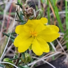 Hibbertia calycina (Lesser Guinea-flower) at Bruce, ACT - 15 Sep 2023 by trevorpreston